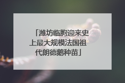 潍坊临朐迎来史上最大规模法国祖代朗德鹅种苗
